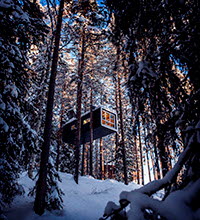 Hotelroom in the trees