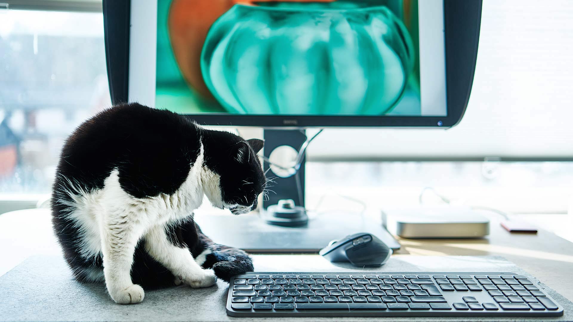 A black and white cat in front of a computer