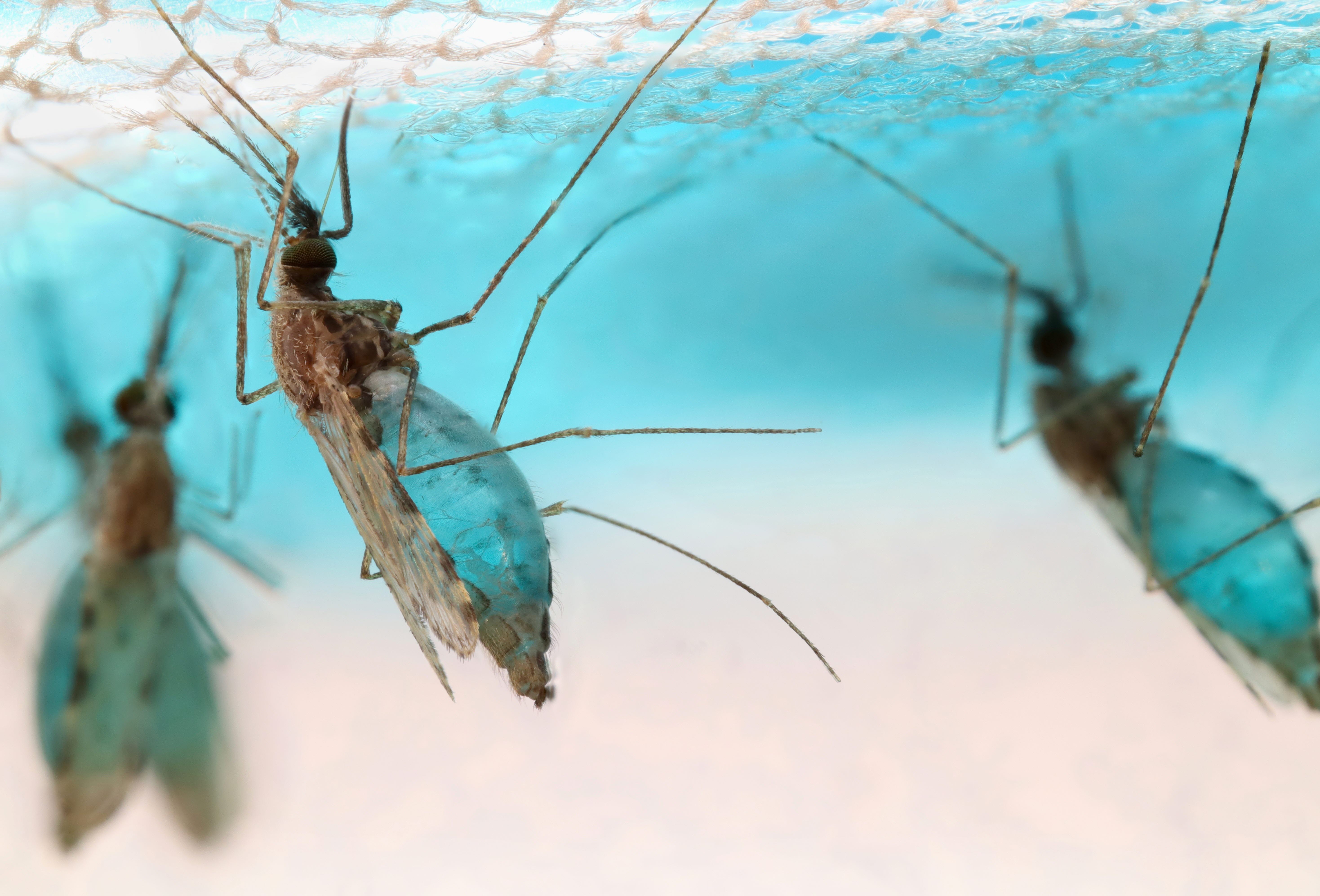 Närbild på myggor mot en blå bakgrund.
