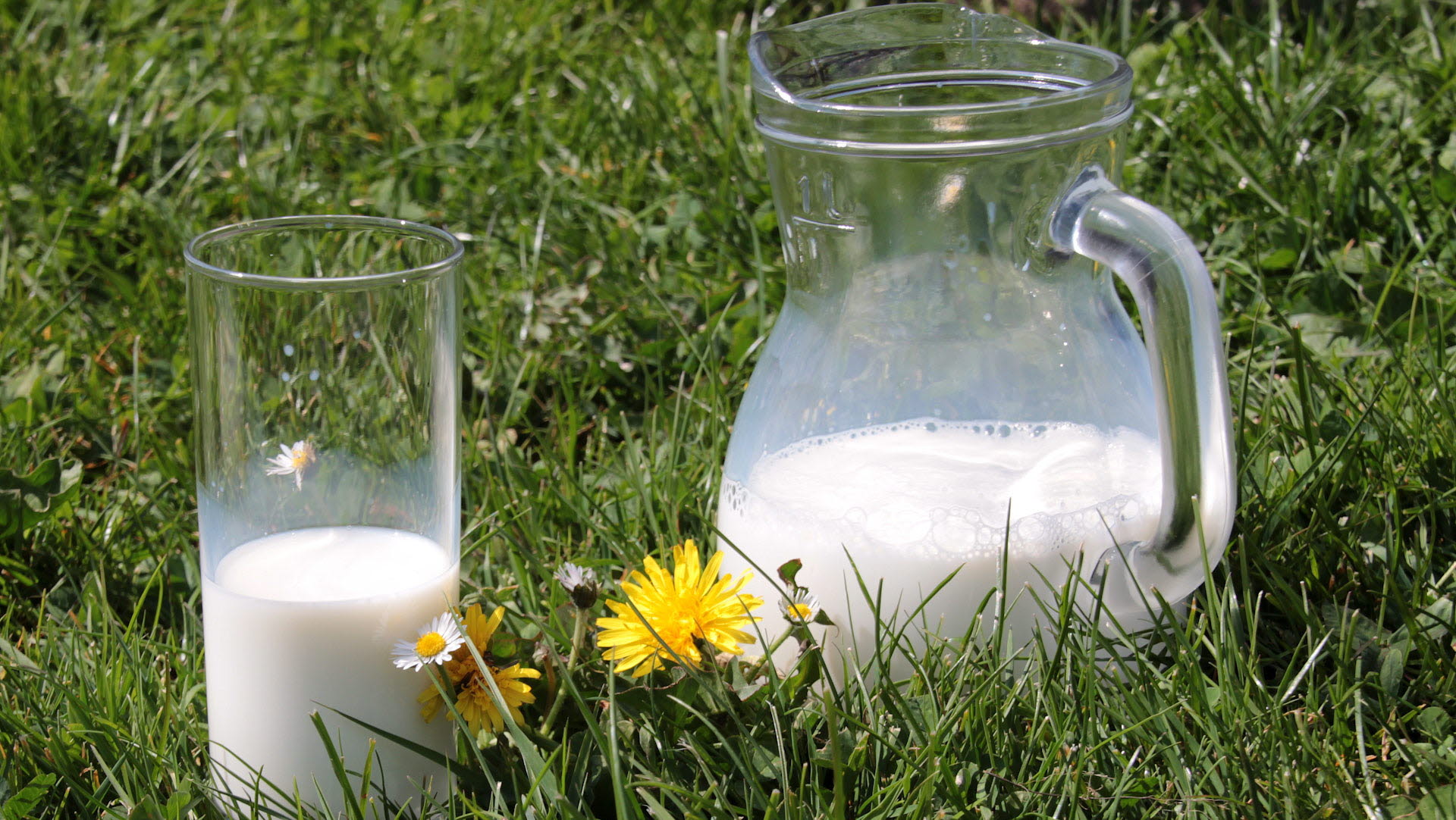 Ett mjölkglas och en tillbringare med mjölk står på en gräsmatta
