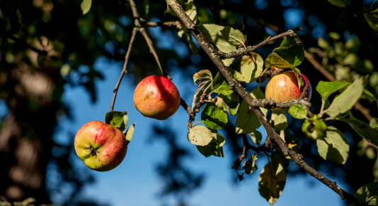 Äpple i träd