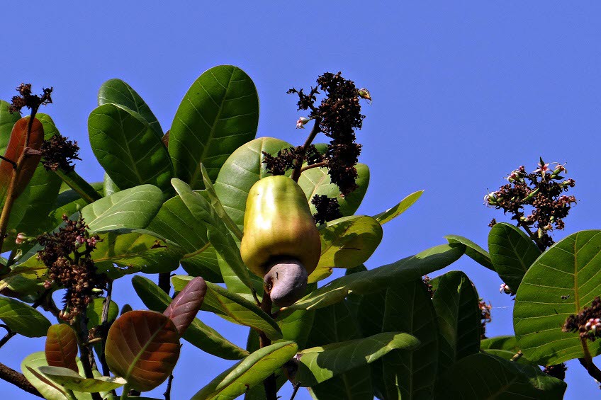 En äppleliknande frukt med en nöt i ett träd