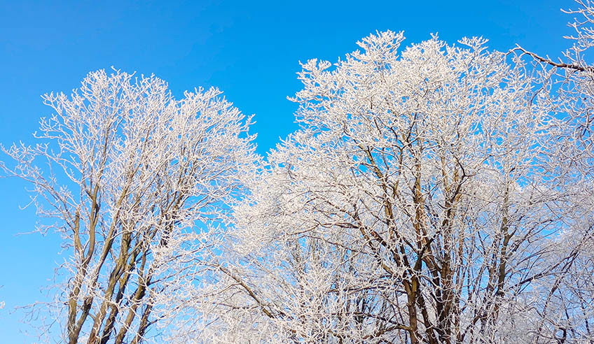 Snöklädda trätoppar mot blå himmel