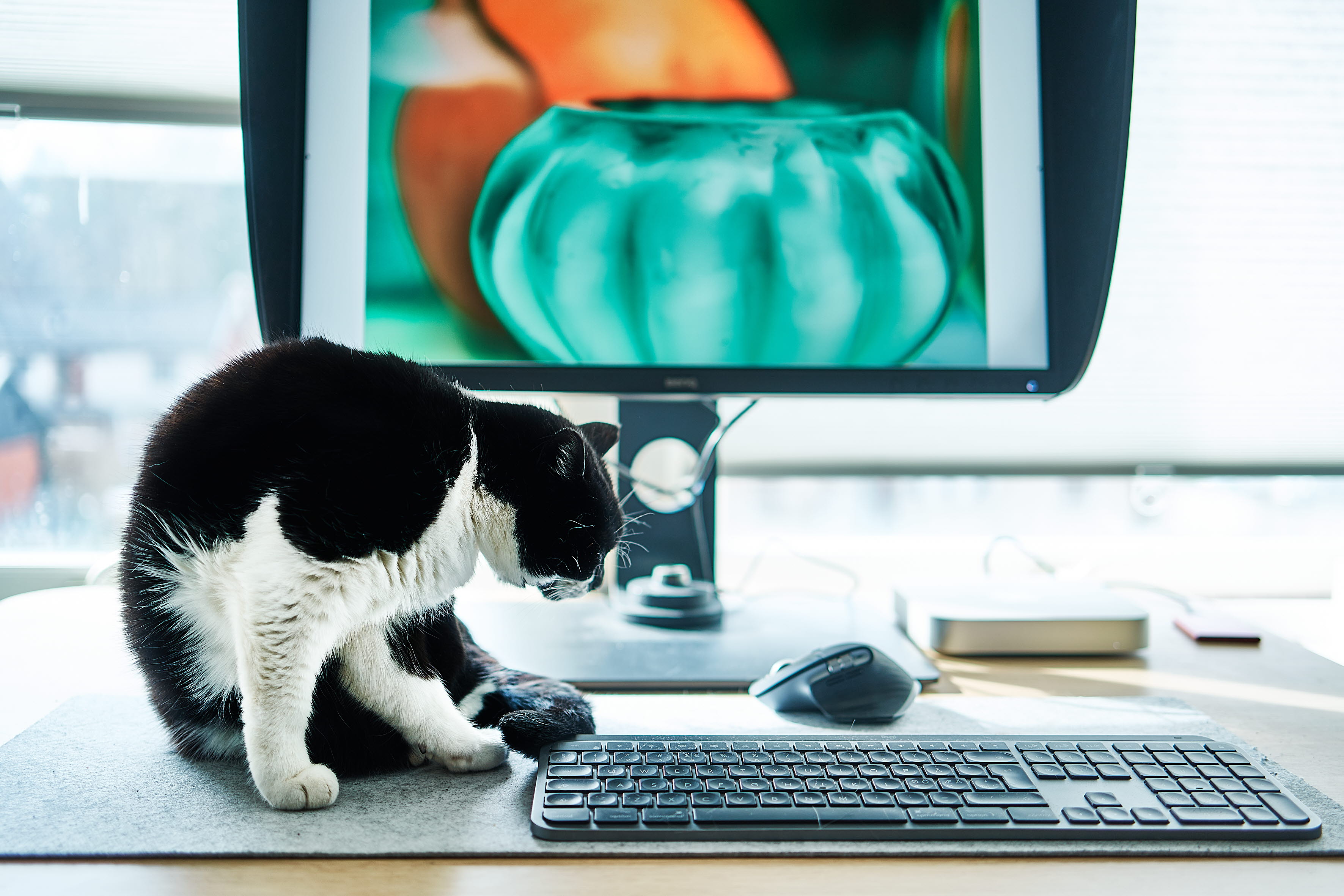 En svartvit katt sitter framför en bildskärm som visar ett fotografi på två vaser.