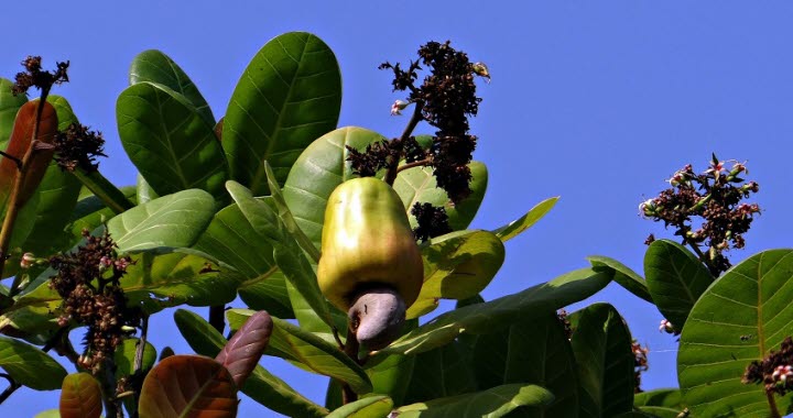 A close-up of the cashew fruit growing on a tree.