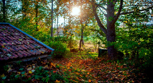 Solen tittar fram genom en lövskog i höstskrud.